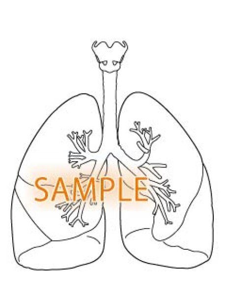 画像1: 肺 (1)