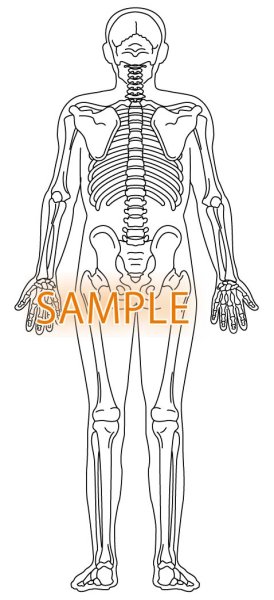 画像1: 骨格図-全身後体型有り (1)