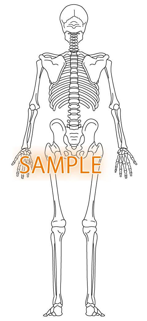 骨格図 全身後 印章 医療用人体図の檸檬庵 れもんあん