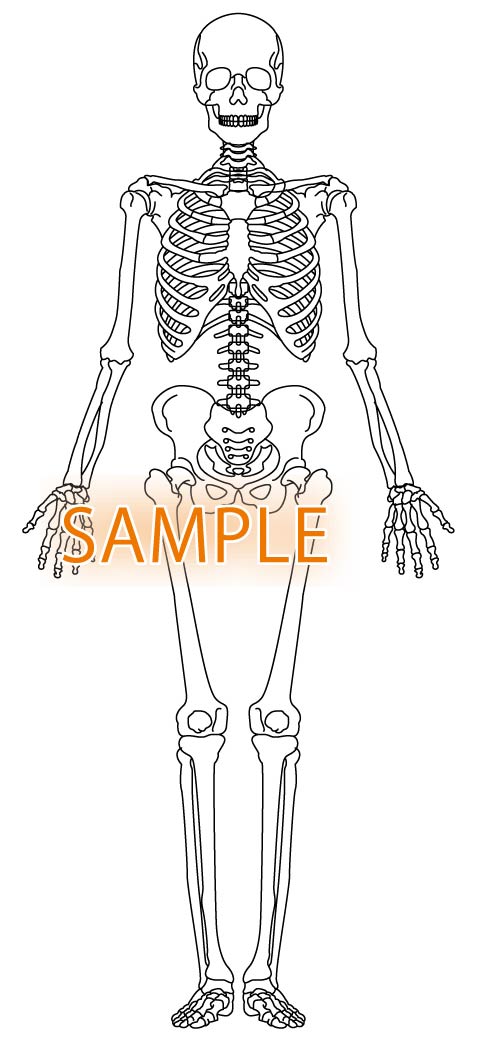 骨格図 全身前 印章 医療用人体図の檸檬庵 れもんあん
